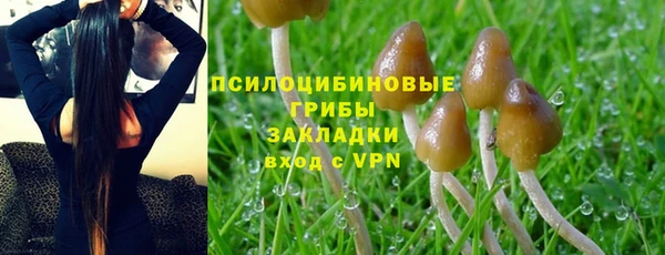 прущие грибы Богданович